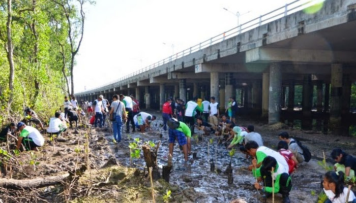 Hari Bumi, Hijaukan Jalan Tol Bali dengan Ribuan Mangrove